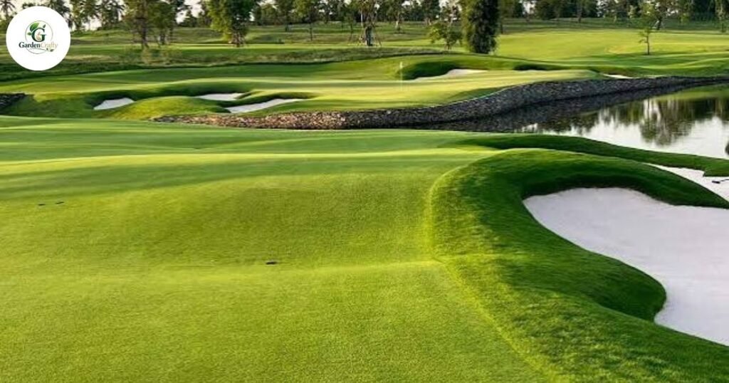 Zeon Zoysia Grass