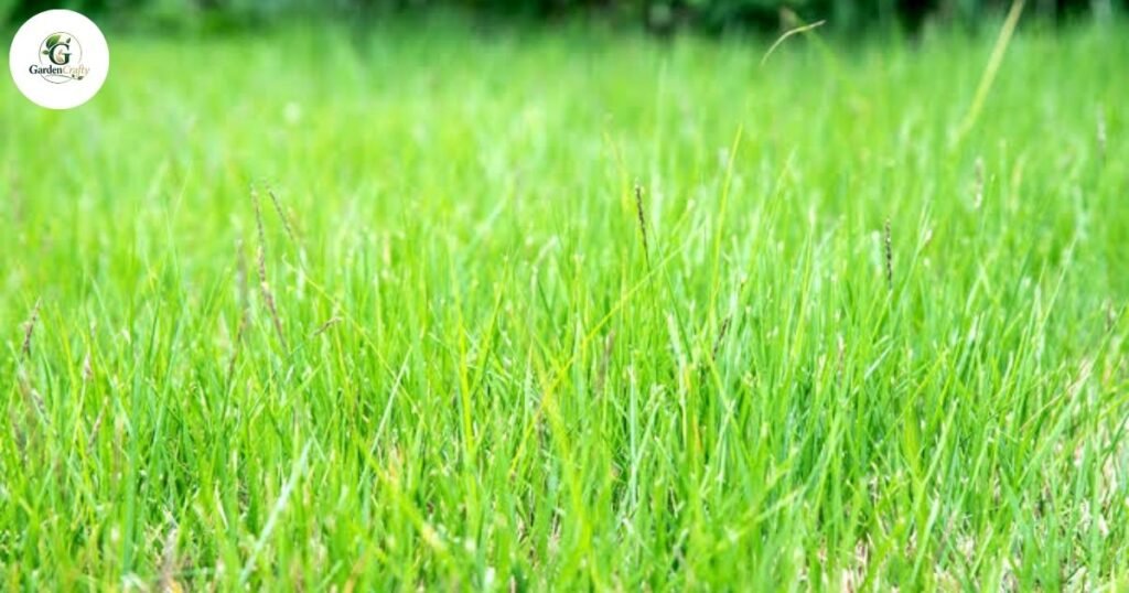 Zoysia Grass Common Name