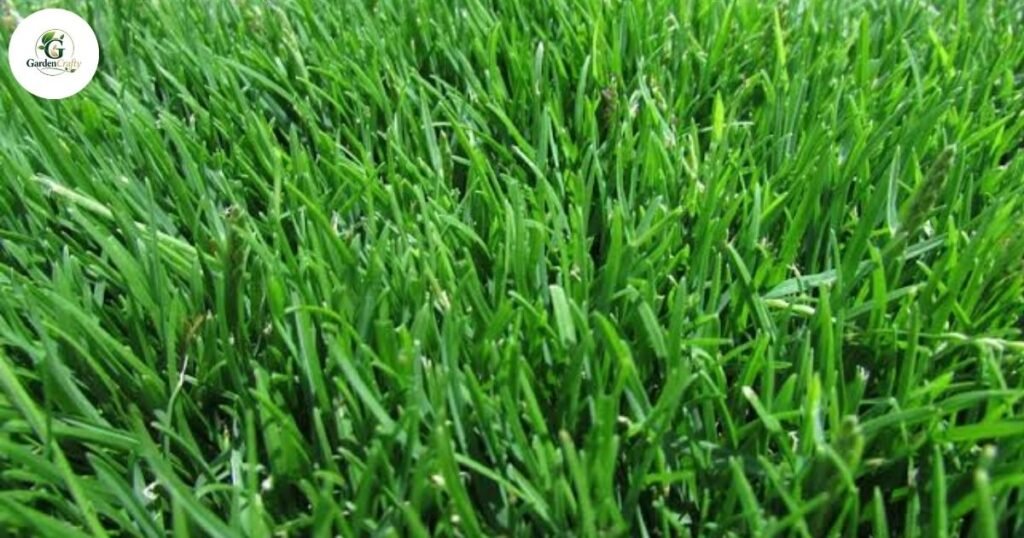Zoysia Grass Price