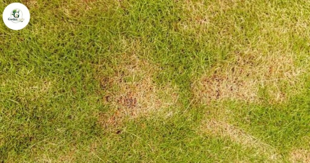Zoysia Grass Problems