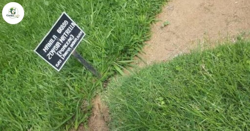 Zoysia Grass Scientific Name