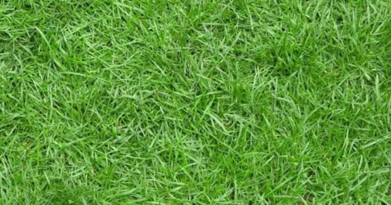 Zoysia Grass Seed Selection, Types, Best Fertilizer, Seasonal Impact for Planting