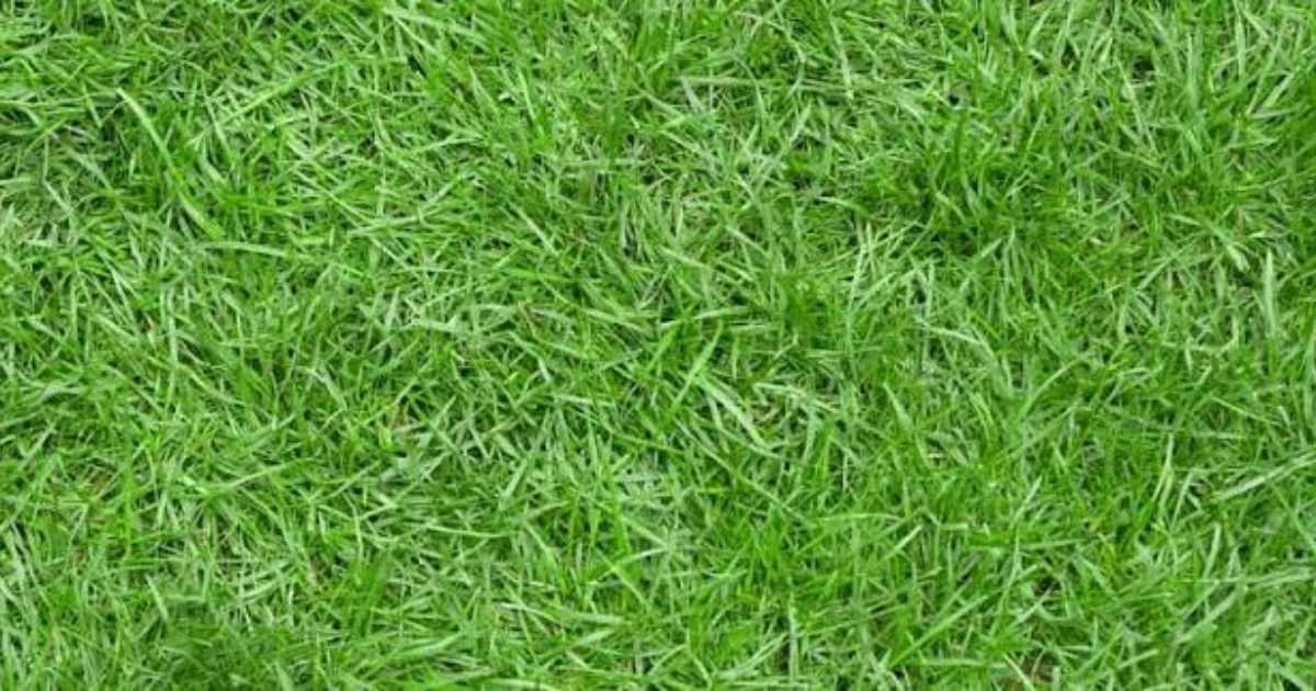 Zoysia Grass Seed Selection, Types, Best Fertilizer, Seasonal Impact for Planting