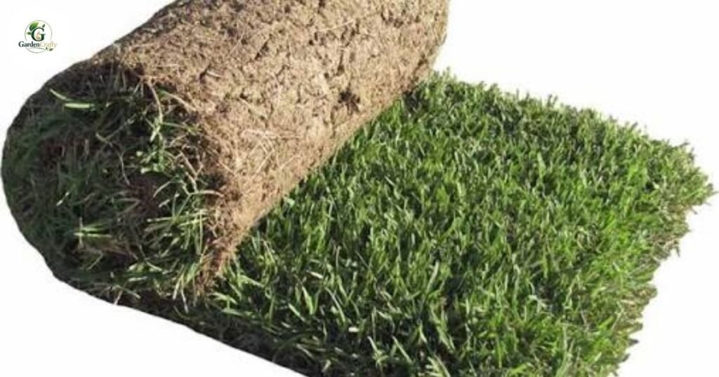 Zoysia Grass Sod