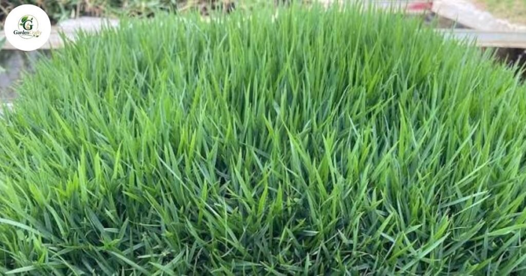 Zoysia Grass Types Best Varieties Compared