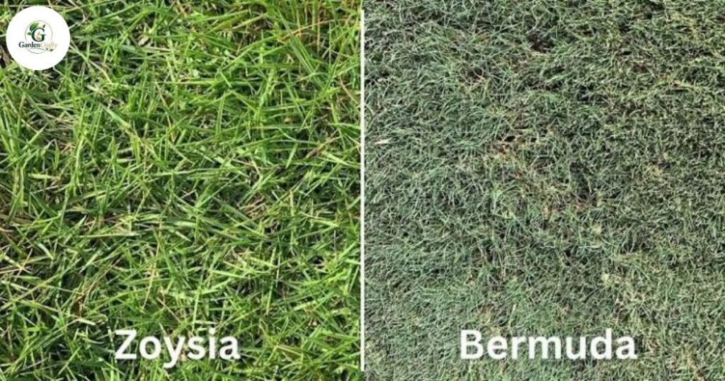 Zoysia vs. Bermuda Grass Which Is Right for Your Lawn