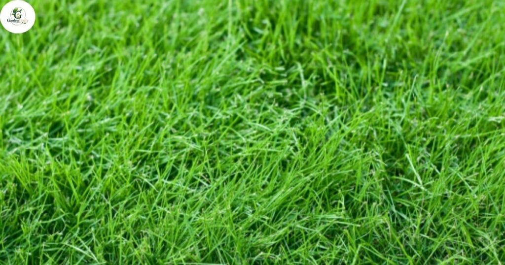 Best Fall Timing for Overseeding Fescue