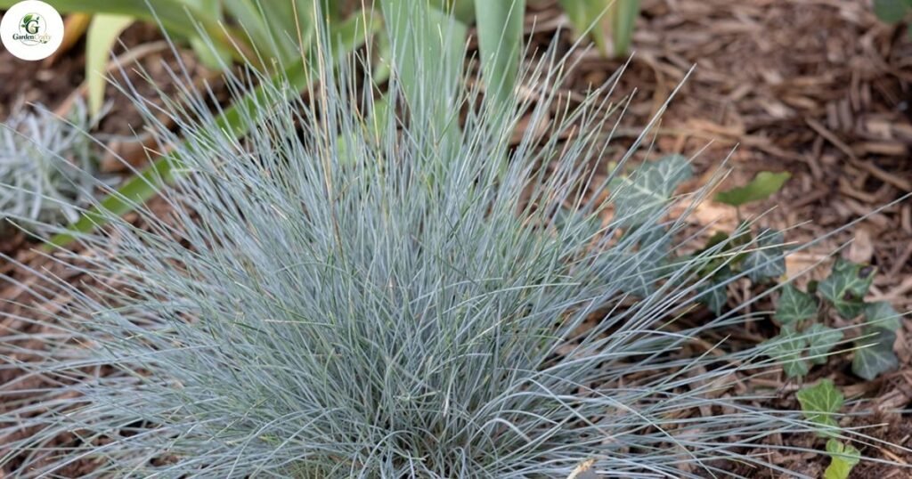 Care for Young Fescue Grass
