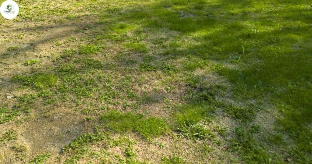 Common Lawn Problems Organic Fertilizer Solves