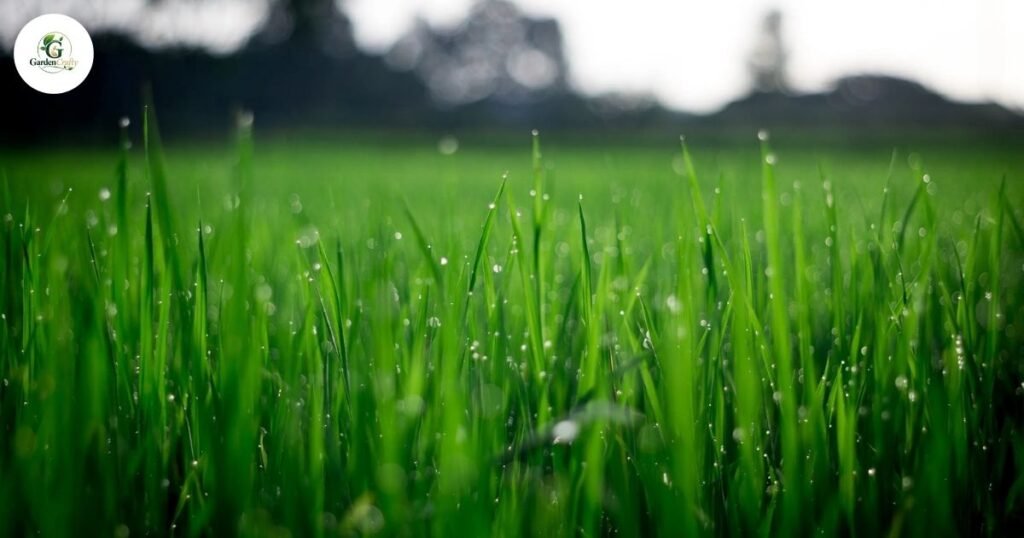 Cool-Season Grasses
