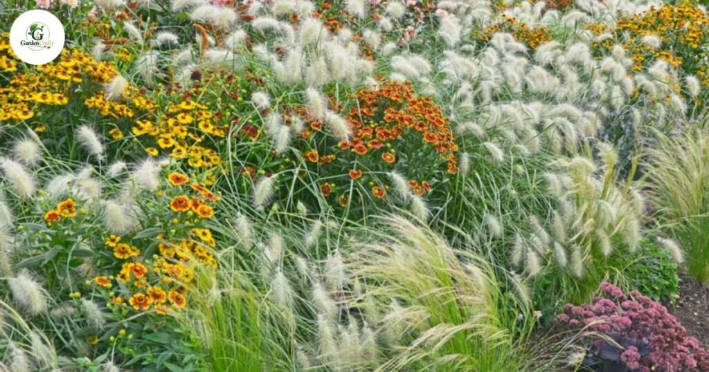 Drought-Tolerant Grasses