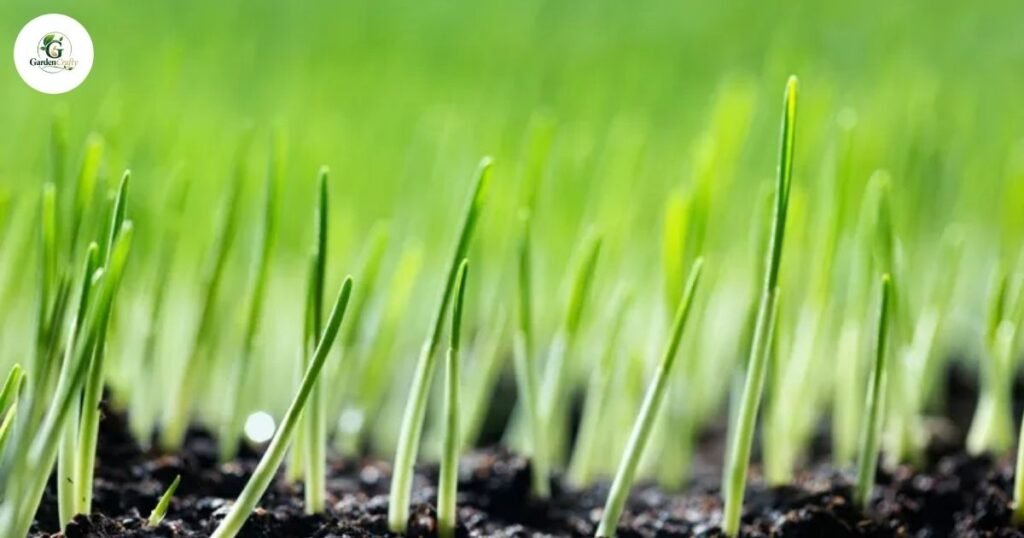Fast-Growing Grass for Lawns
