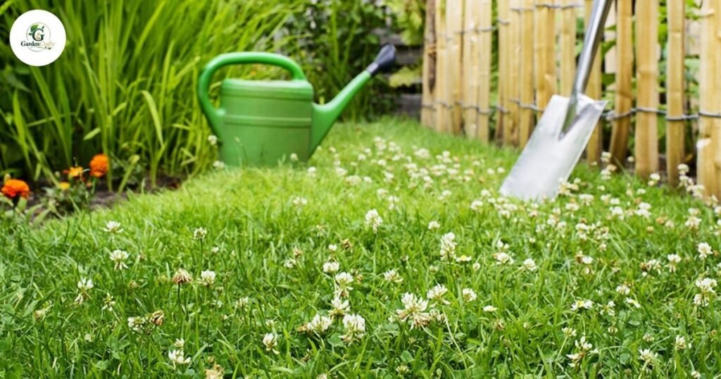 Grass Alternatives for Landscaping