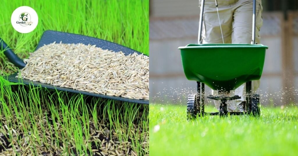 Grass Seeding and Fertilization