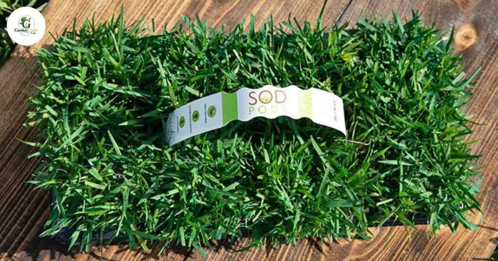 Grass for High-Traffic Areas