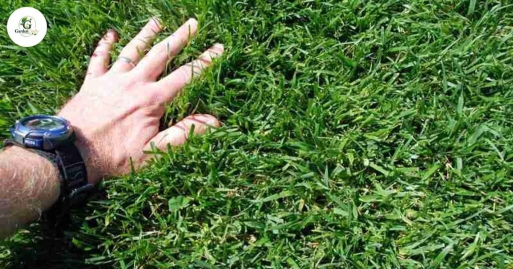 Grasses in the Transition Zone