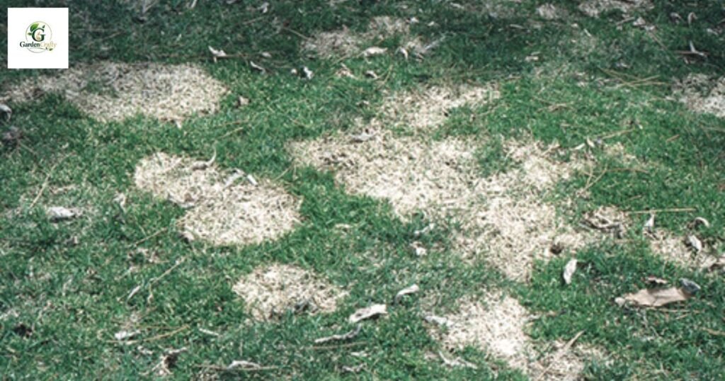 Gray snow mold grass