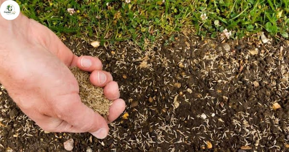 How Much Grass Seed to Overseed a Lawn