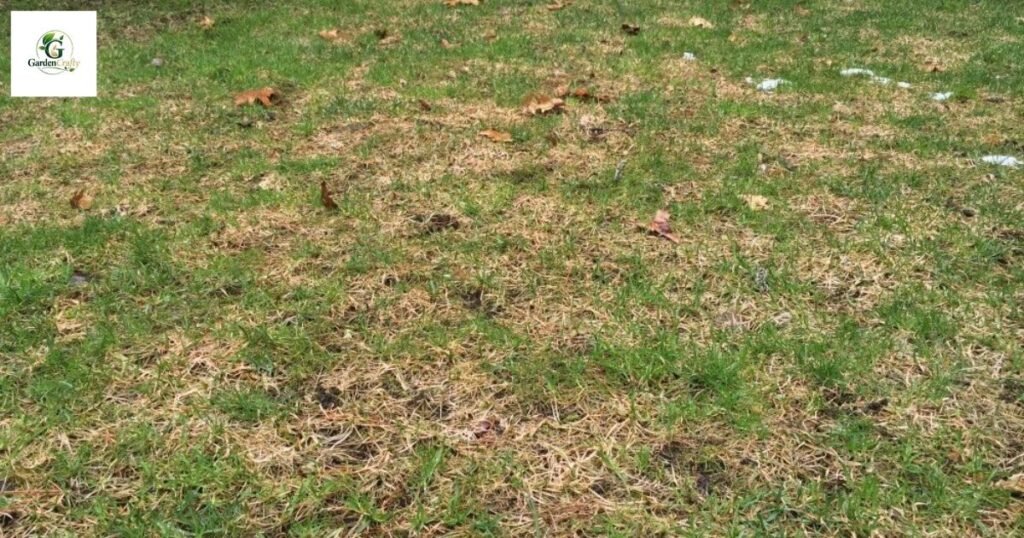 Fixing snow mold on grass