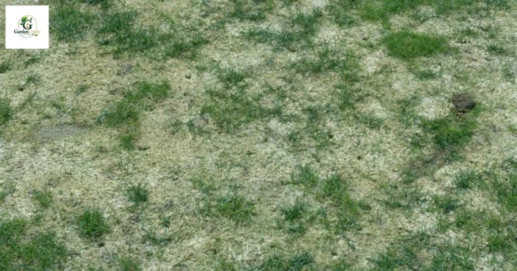 Snow mold on grass pictures