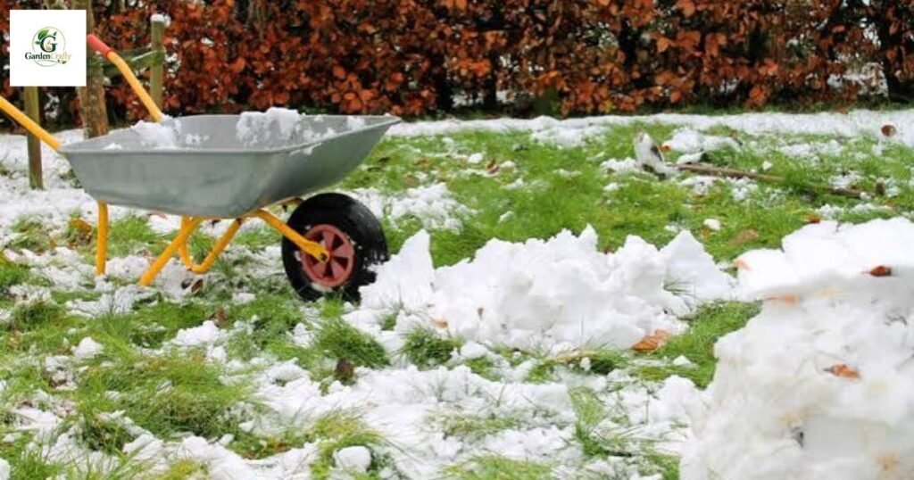 Winter mold on grass