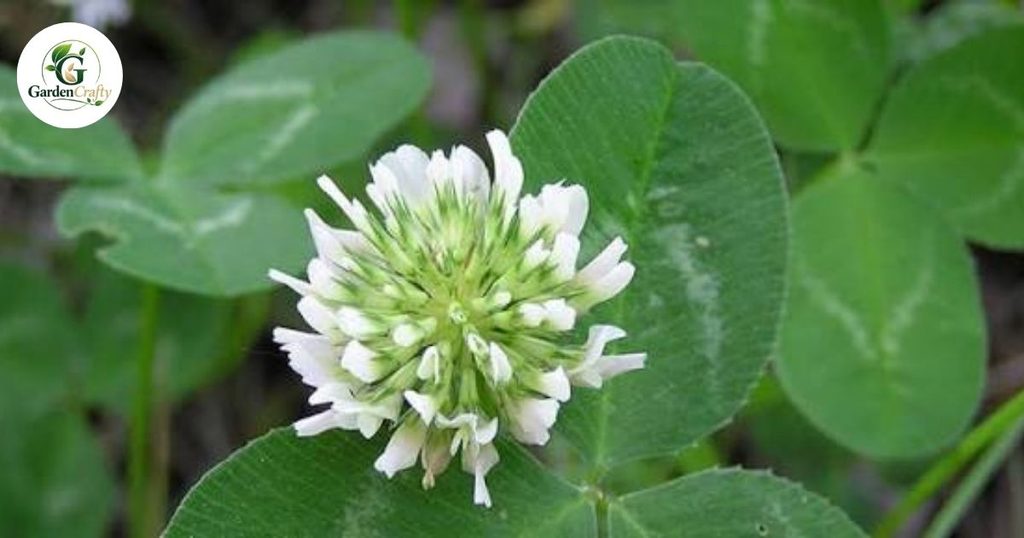 How to Identify Clover