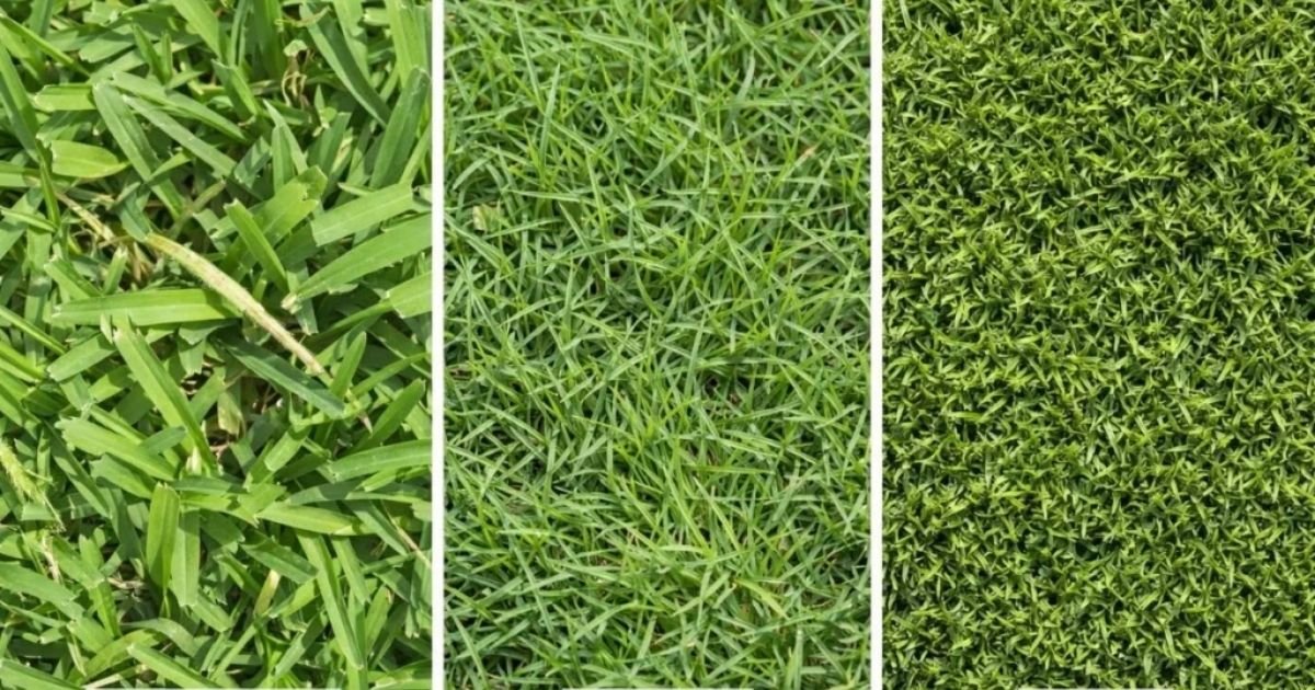 How to Identify Your Grass Using Photos