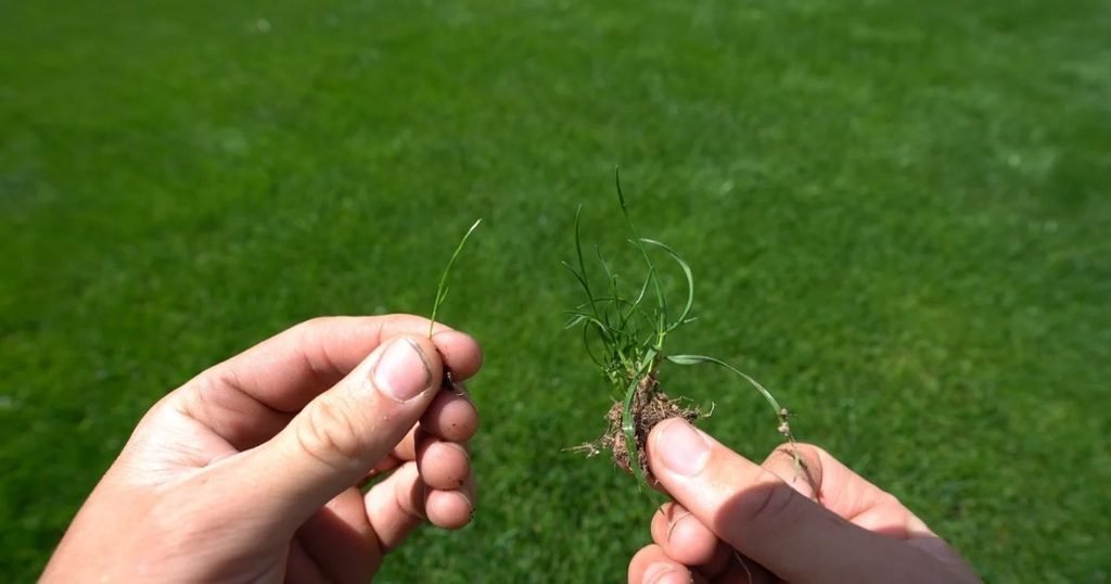 How to Identify Your Grass What Kind of Grass Do I Have