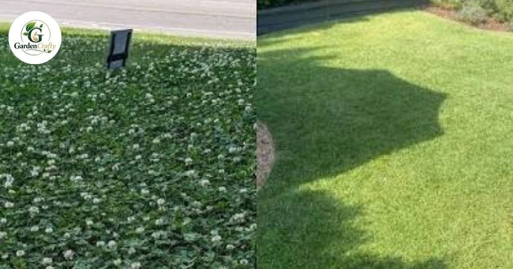 How to Prevent Clover From Coming Back