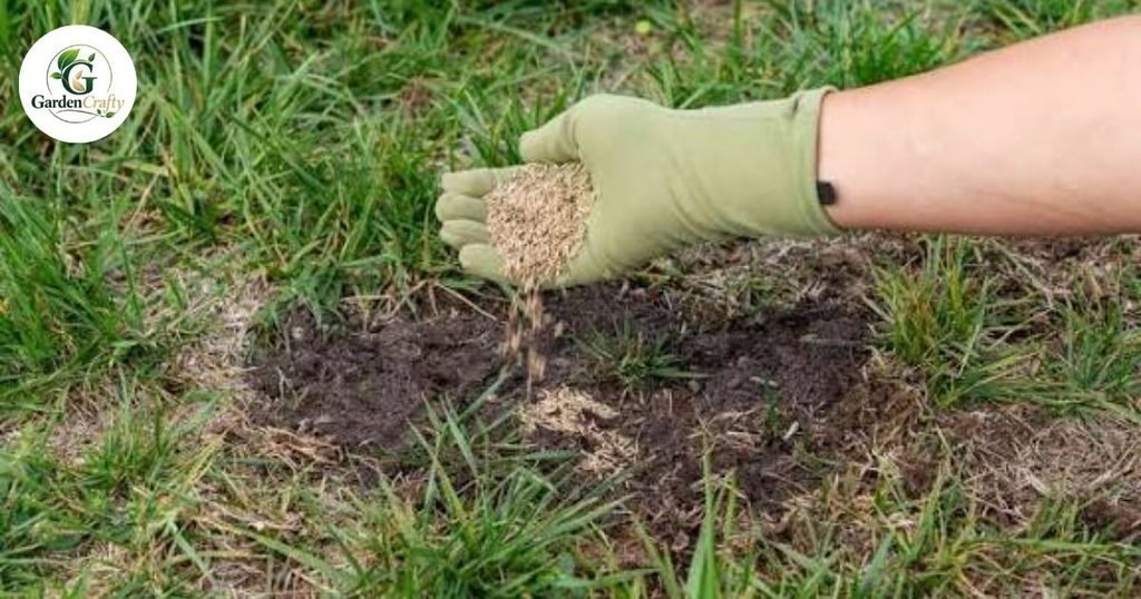 How to Repair Bare Spots After Removing Clover