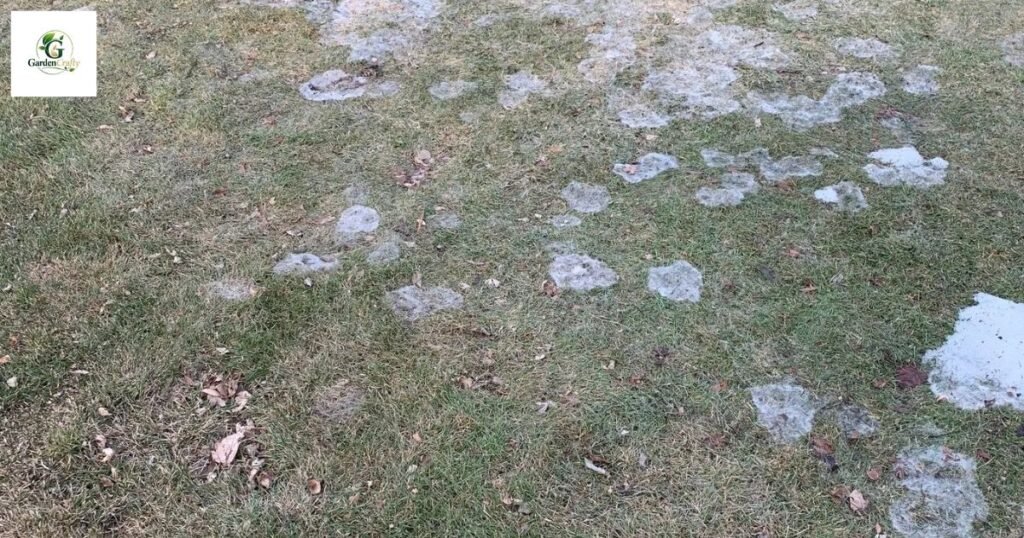 Snow mold grass diseases