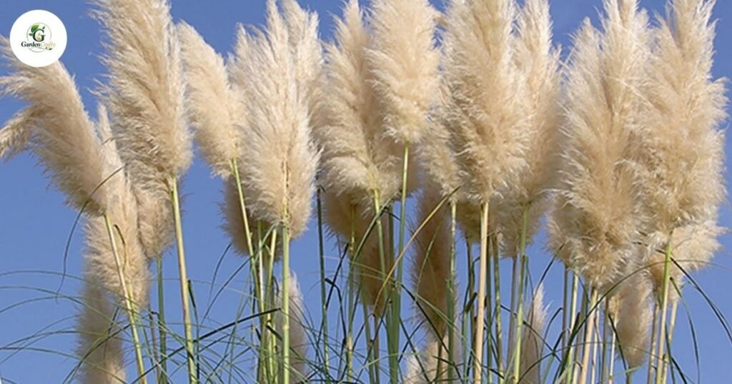 Ornamental Grass Types