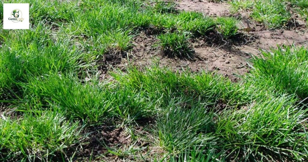 Snow mold lawn