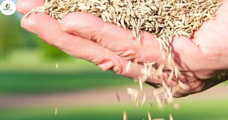 Overseeding Fescue in Fall