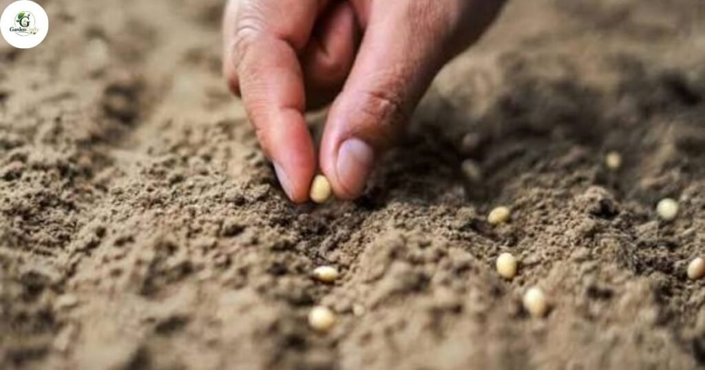 Overseeding vs Reseeding Seed Rates