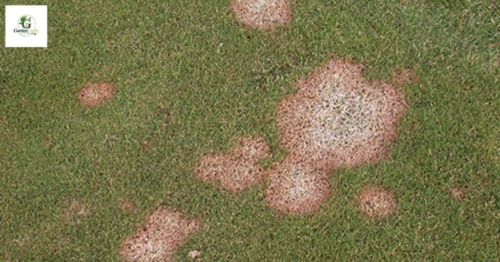 Pink snow mold on grass