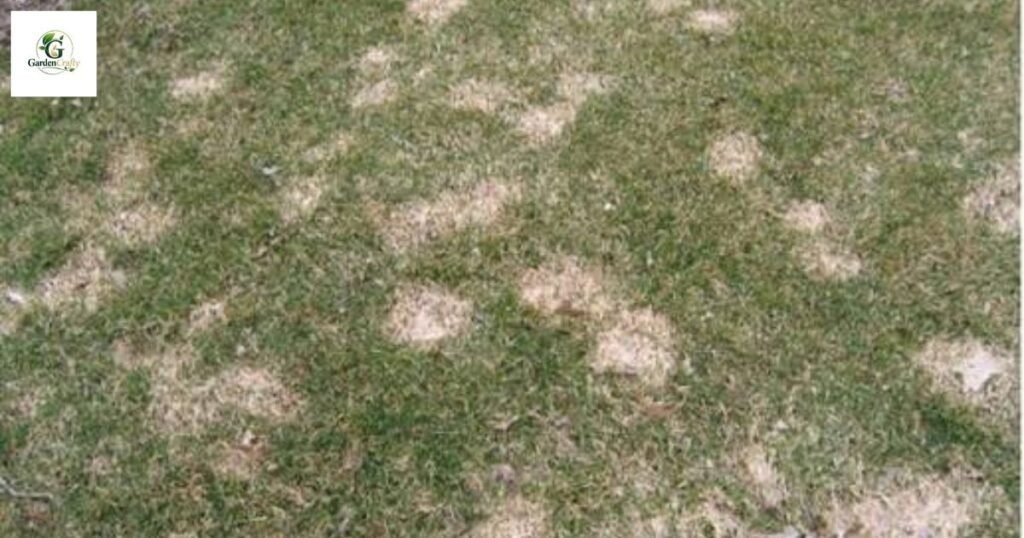 Snow mold on grass in summer