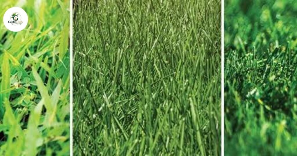Popular Grass Comparisons