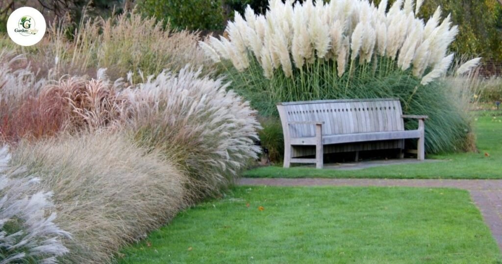 Popular Ornamental Grasses