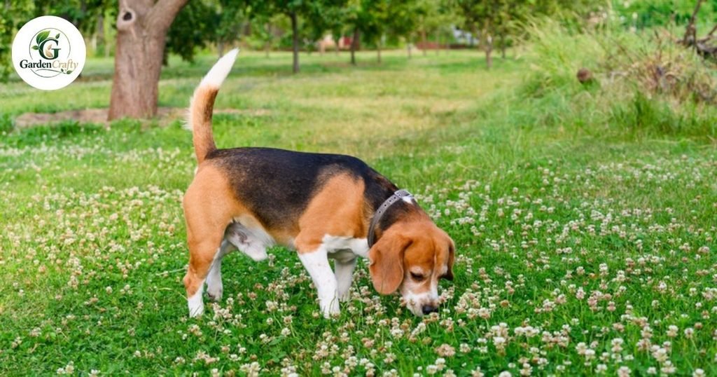 Safe Clover Control for Families and Pets