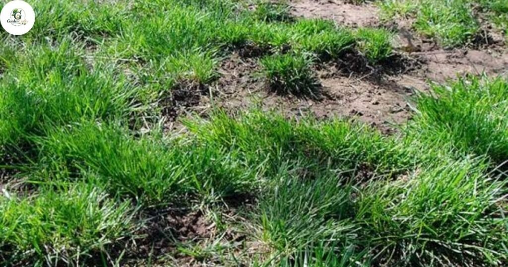 Safe Overseeding Rates for Cool-Season Grasses