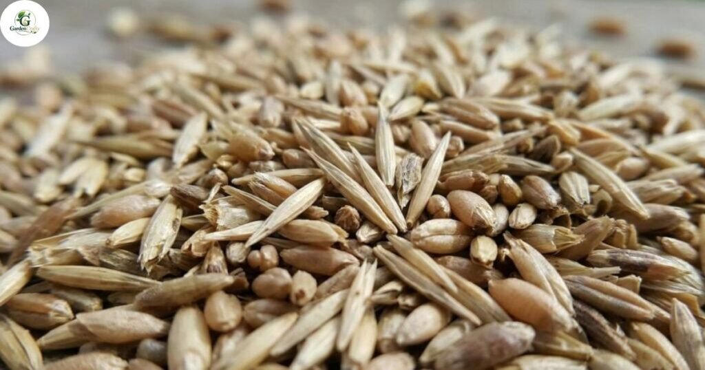Seed Selection for Overseeding