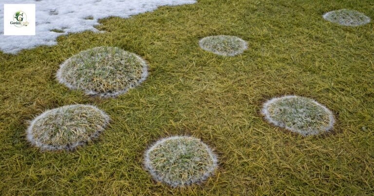 Snow Mold On Grass