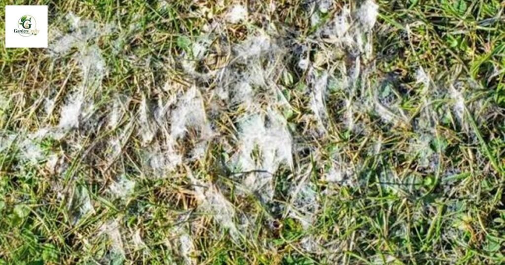 Snow Mold On Grass