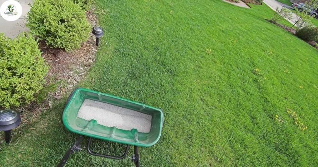 Starter Fertilizer After Overseeding Fescue