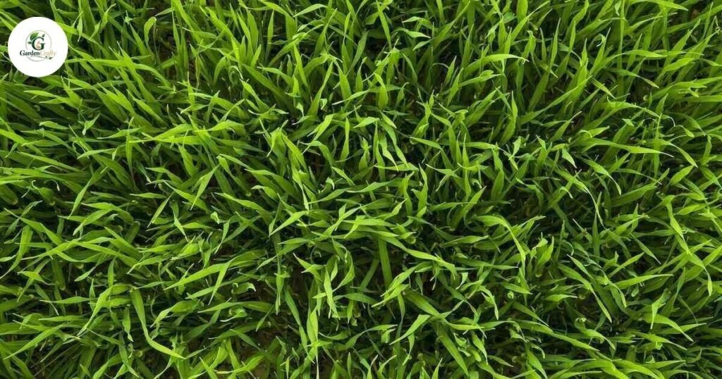 Warm-Season Grass Types
