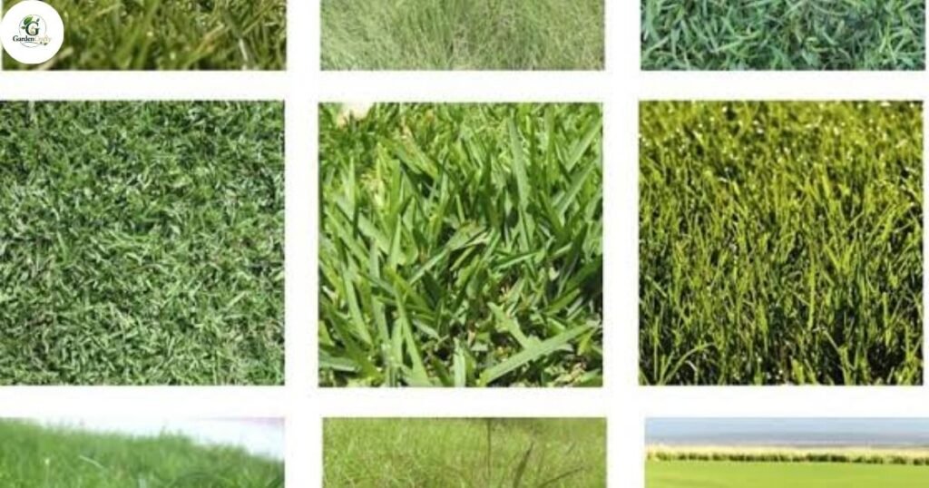 Warm-Season Grass and Overseeding