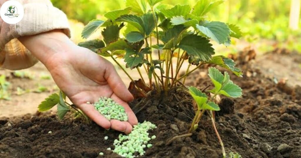 Weather Conditions to Avoid When Fertilizing