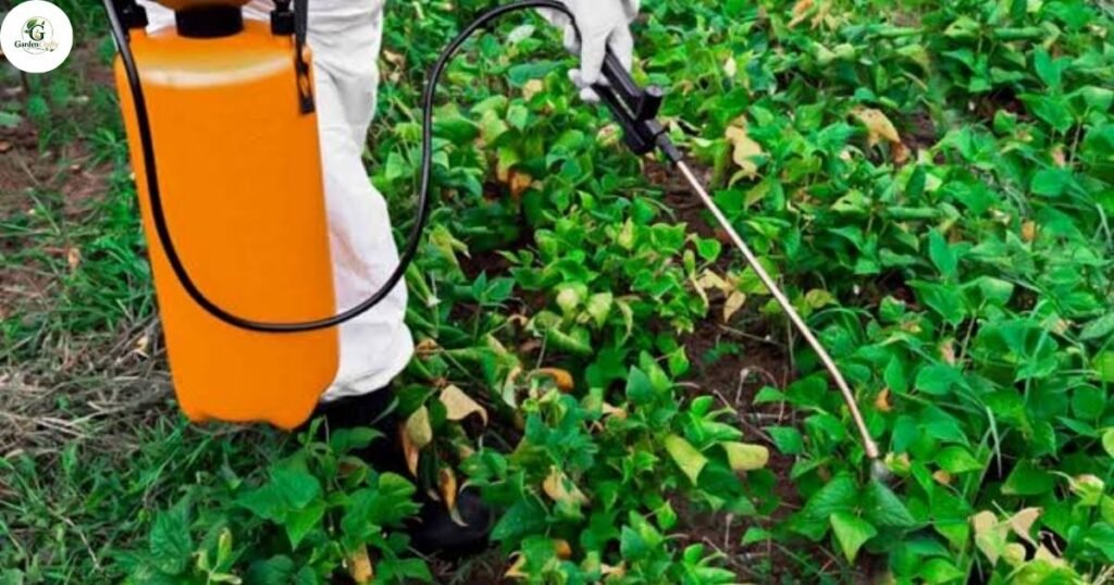 What Are Natural Weeds and Weed Killers