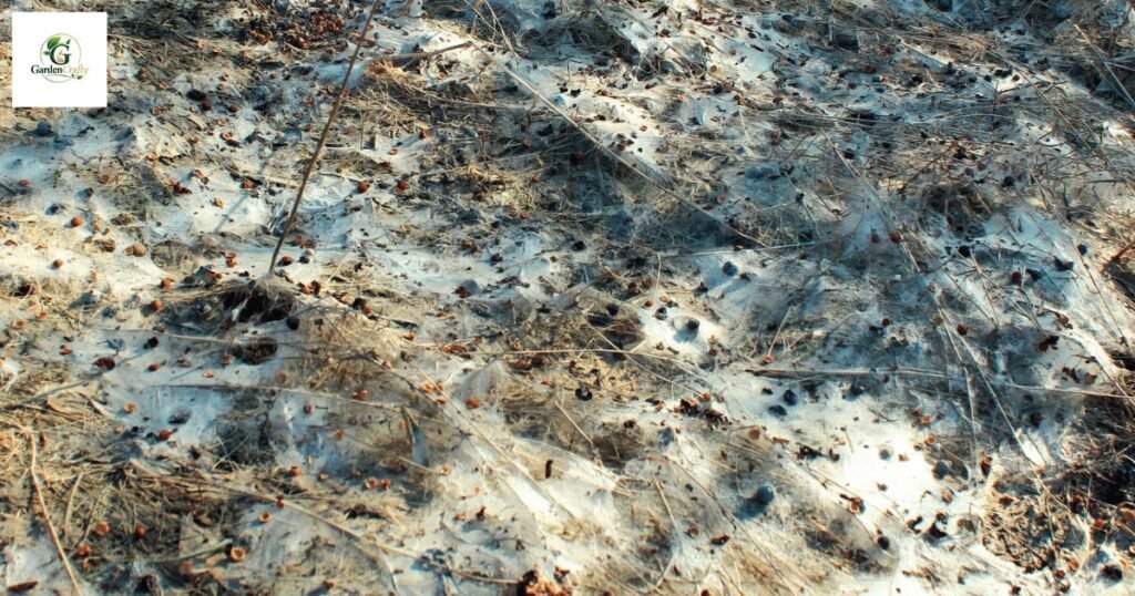 What causes snow mold on grass